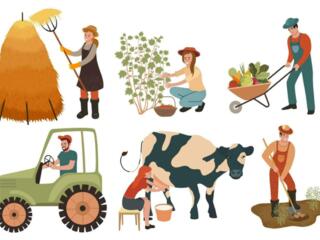 Muncitori, tractorist la fermă de vaci. Mîncare și trai fără plată