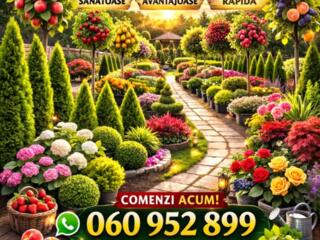 Pomii fructiferi – comoara din grădina ta