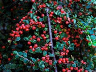 DarkRoom Chisinau - developare si scanare / проявка и сканирование