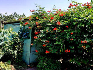 Продажа дачного участка.