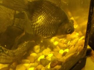 Продам молодых анциструсов и гуппи.