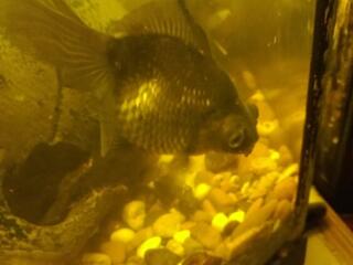 Продам молодых анциструсов и гуппи.