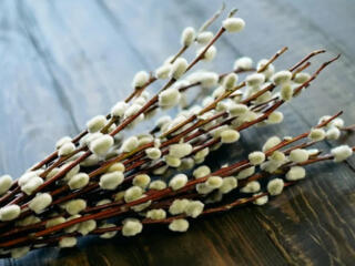 Куплю веточки Вербы 2-3 рубля за штуку