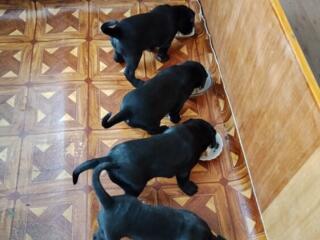 Кане Корсо продажа