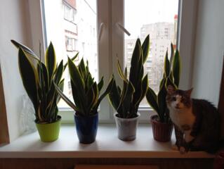 Продам цветы САНСЕВИЕРИЯ