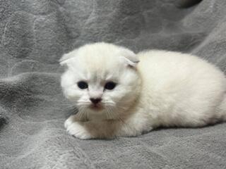 Продам шотландских котят