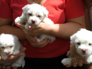 Продаются щенки мальтийской болонки