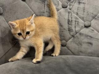 Шотландские котята. Золотая шиншилла.
