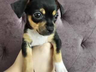 ПРОДАЮТСЯ ЩЕНКИ ТОЙ ТЕРЬЕРА