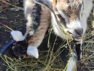 Продаются 2 девочки козлёнка