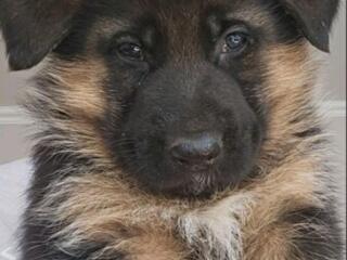 Щенки овчарки