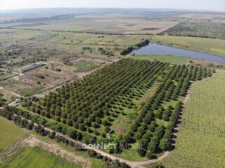 Slobozia-Dușca, Criuleni, Moldova