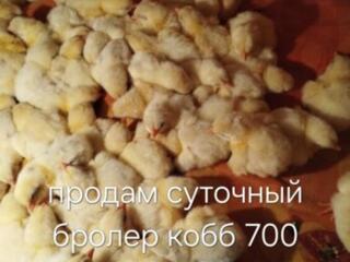 Продам двухнедельный бройлер кобб 700