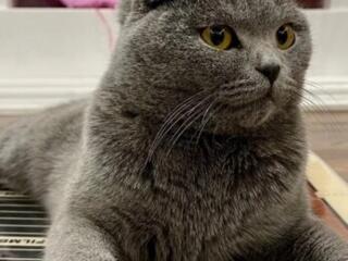 Шотландский вислоухий кот