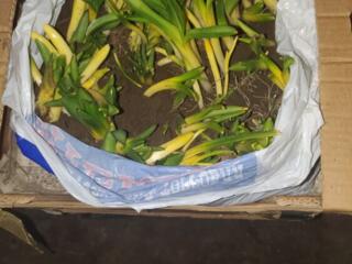 Продаются геоцинты