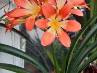 Цветущая Кливия