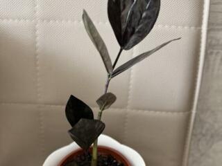 Редкий сорт. Чёрный замиокулькас Равен (Black Raven)