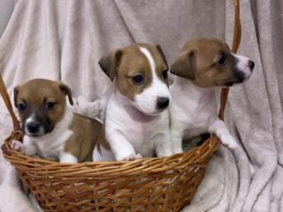 Открыта бронь! Клубные щенки Джек Рассел терьер