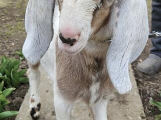 Продаются Англо-нубийские козлята от высокоудойной линии