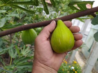 Smochin. Puieti 200 - 350 lei. Soi Dalmatian. Инжир, самоопыляемый.