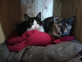 Нежные пушистики ищут дом