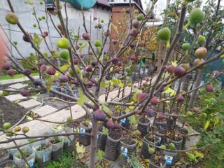 Инжир. Smochini soiul Braun Turke. Puieti de anul 2 la pret de 150 lei.