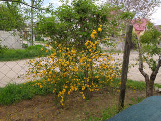 Керрия японская махровая. Многолетний цветок. Долгий период цветения.