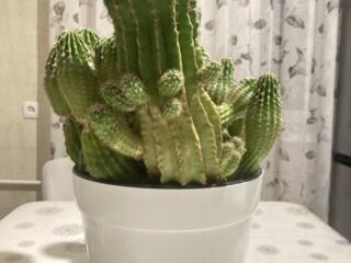 Продам 15-летний взрослый Сан-Педро (Echinopsis pachanoi)