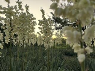 Вечнозеленая ЮККА