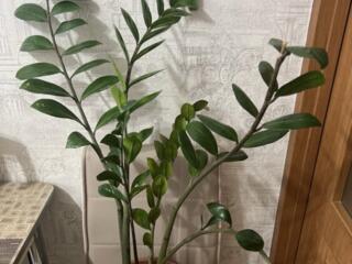 Замиокулькас(долларовое дерево) для дома и офиса!