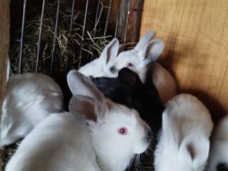 Продам кроликов разных возрастов