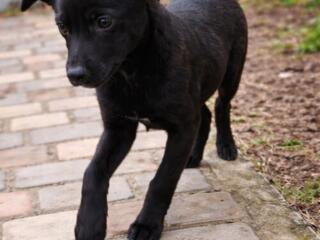 Отдаю щенков