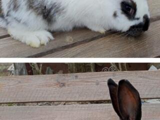 Продам самцов 4-х месячных