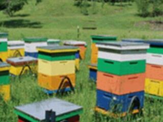 Vînd albini/ Продам пчел