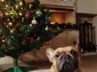 Вязка. Кабель. Французский бульдог.