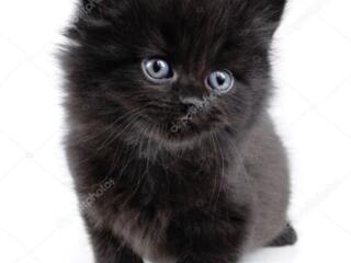 Приму в дар котёнка, чёрного!