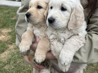 ЗОЛОТИСТЫЙ РЕТРИВЕР! Ищут дом.