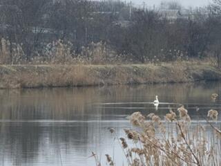 Продается территория 55 сот. с озерами и лугом, 2 дома, зона отдыха