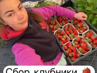 Присоединяйся к СБОРУ КЛУБНИКИ