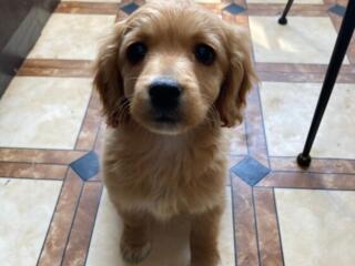 Щенок кокер -спаниель