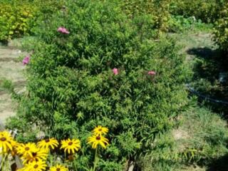 Продается дачный участок