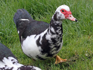 Продам утиные яйца на инкубацию (от немых уток) 8р/1шт