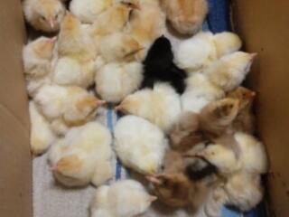 Суточные цыплята.