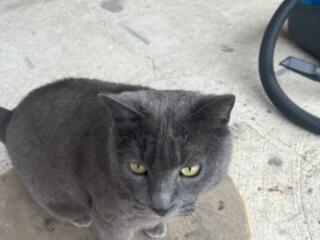 Пропала кошка