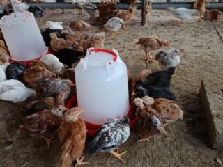 Суточные и подрощенные цыплята мясо-яичной породы