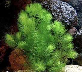 Растения для аквариума