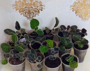 Махровые глоксинии разных сортов с доставкой