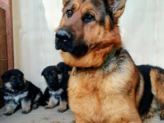 Щенки немецкой овчарки