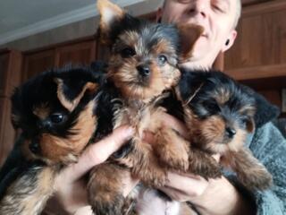 Продаются щенки Йоркширского терьера,