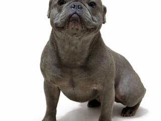 Французкий бульдог приглашает сук для вязки. Условия обсуждаются.